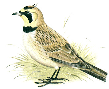 Horned lark