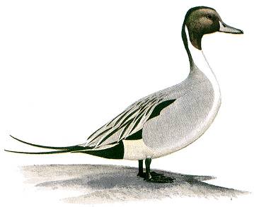 Pintail