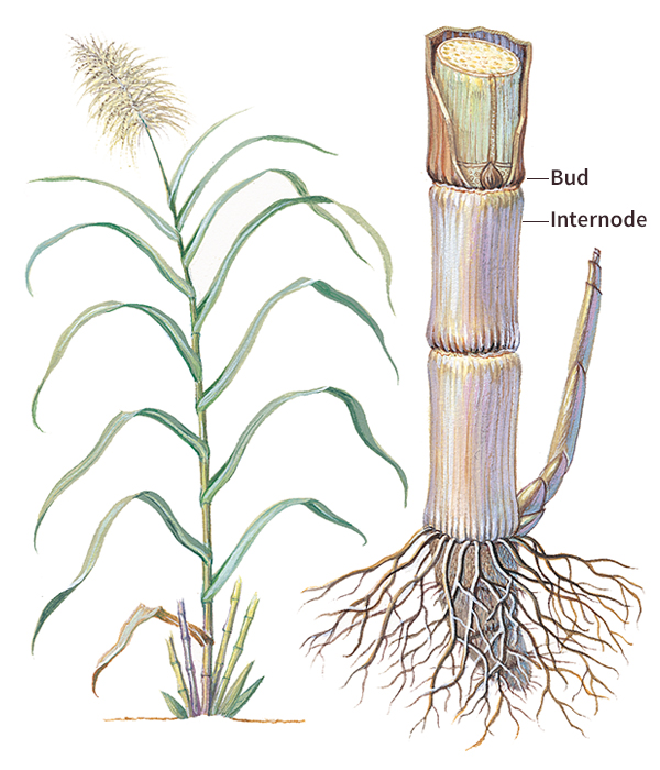 Sugar cane