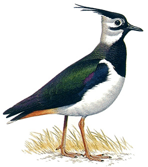 Lapwing