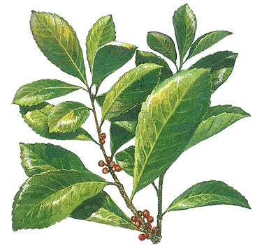 Maté plant