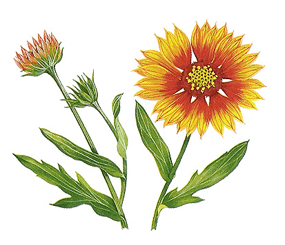 Gaillardia