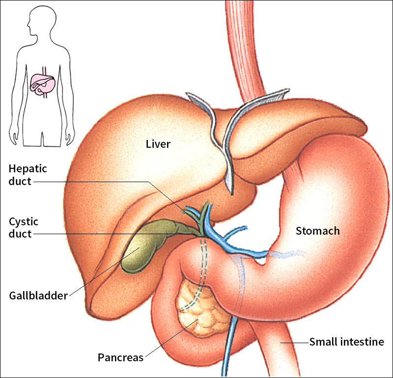 Gallbladder