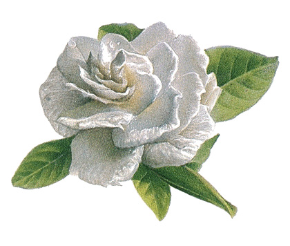 Gardenia