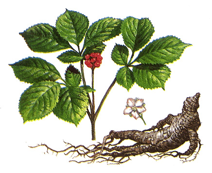 American ginseng