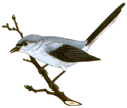 Blue-gray gnatcatcher