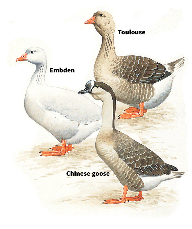 Domestic geese