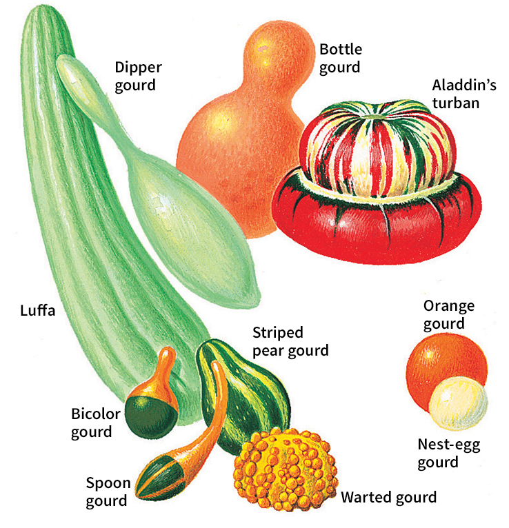 Gourds