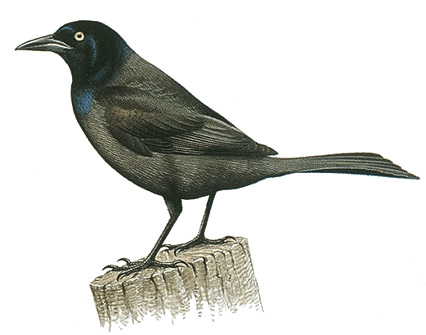 Common grackle