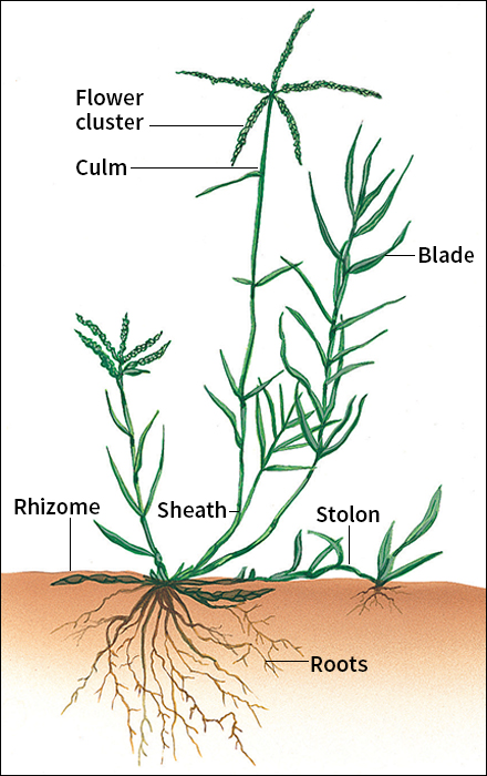 Parts of a Bermuda grass plant