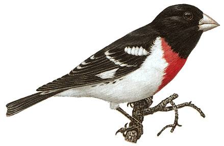 Male rose-breasted grosbeak