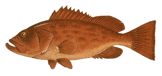 Red grouper