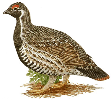 Spruce grouse