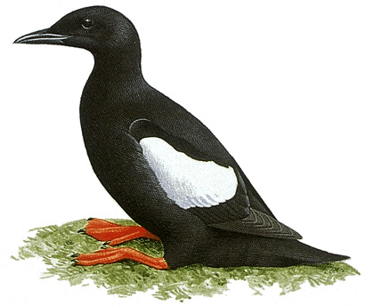 Black guillemot