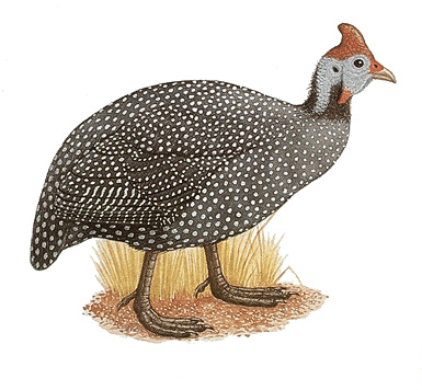 Guineafowl