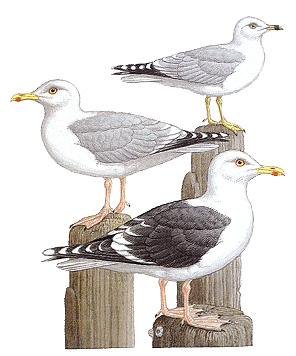 Gulls of North America