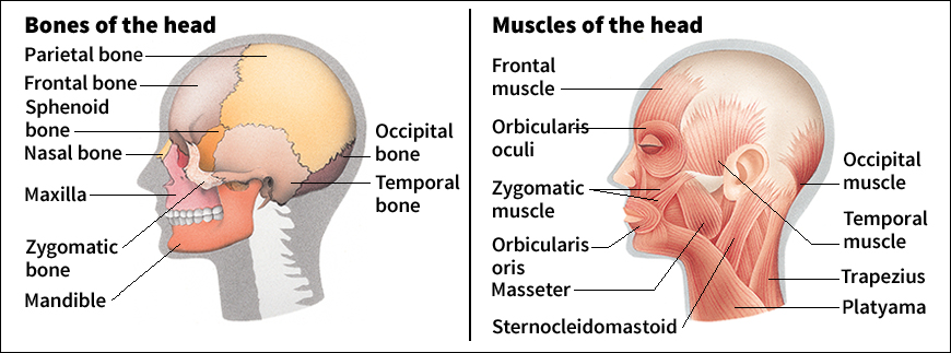 Anatomy of the head