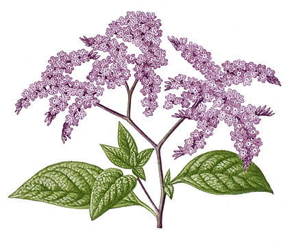 Heliotrope