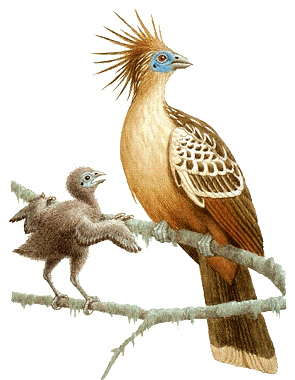 Hoatzin