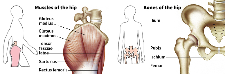 Hip joint