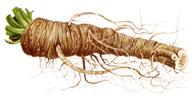 Root of the horseradish