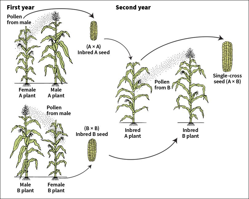 Producing hybrid corn