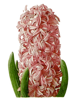 Hyacinth