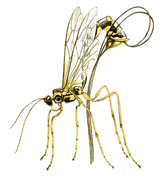 Female ichneumon wasp