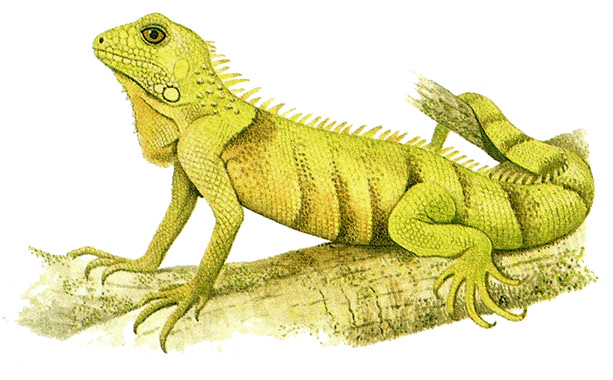 Green iguana