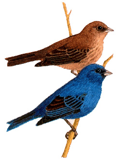 Indigo buntings