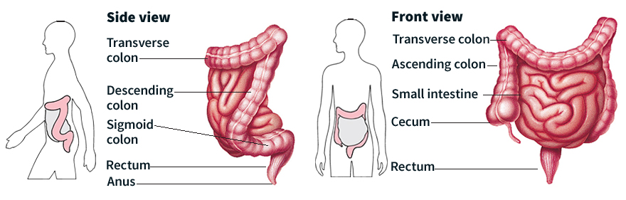 Intestines