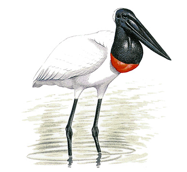 Jabiru