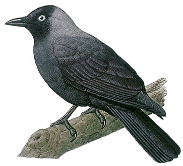 Jackdaw