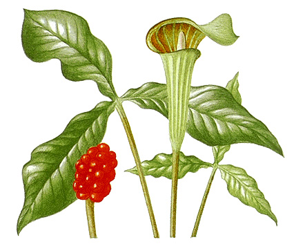 Jack-in-the-pulpit