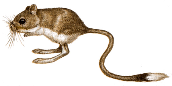 Jerboa