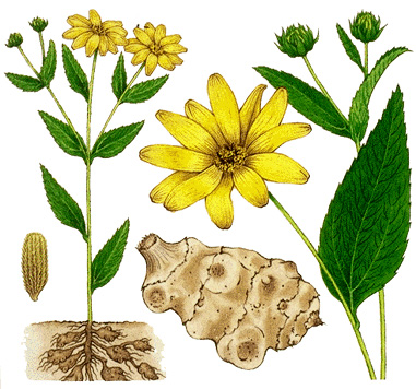 Jerusalem artichoke