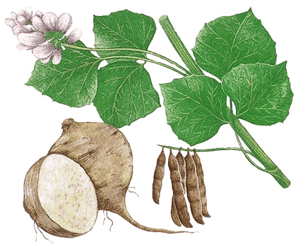 Jicama plant