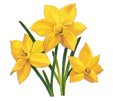 Jonquil