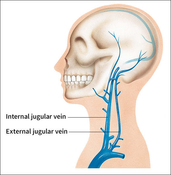 Jugular veins