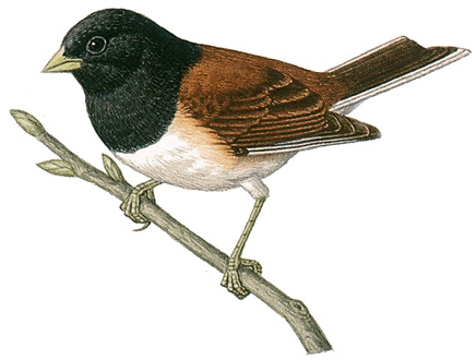 Dark-eyed junco