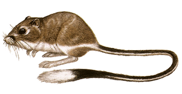 Kangaroo rat