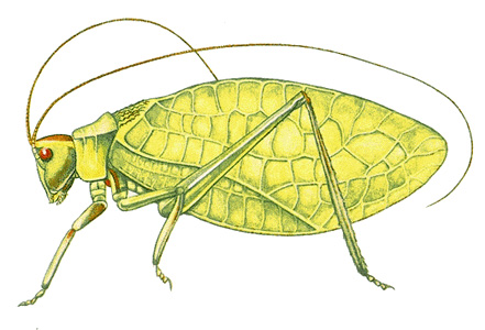 Katydid