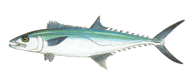 King mackerel