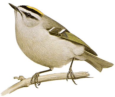 Golden-crowned kinglet