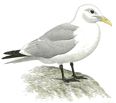 Black-legged kittiwake