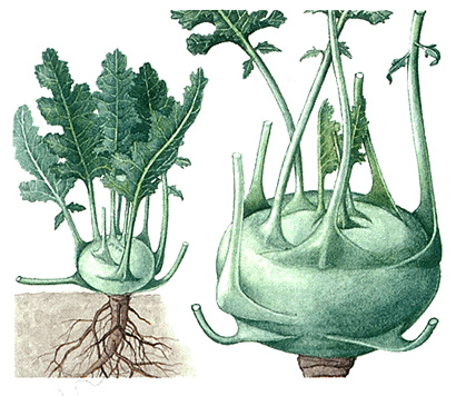 Kohlrabi plant