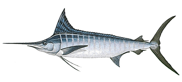 Marlin