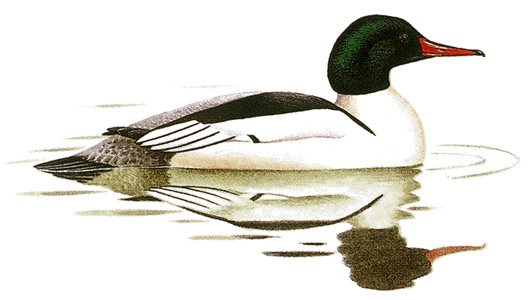 Common merganser