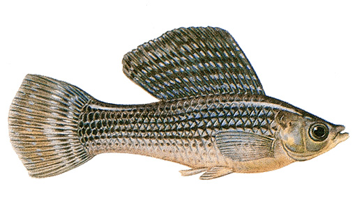 Sailfin molly