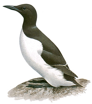 Common murre